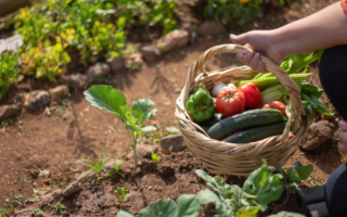 Le guide ultime du débutant pour commencer un potager