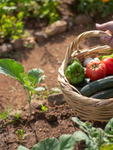 Le guide ultime du débutant pour commencer un potager