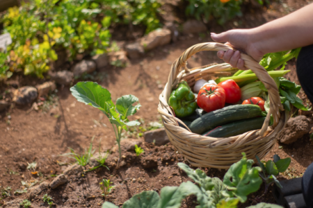 Le guide ultime du débutant pour commencer un potager