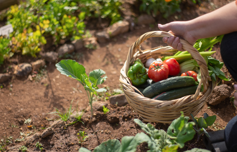 Le guide ultime du débutant pour commencer un potager