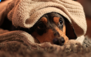 Soins aux animaux en hiver