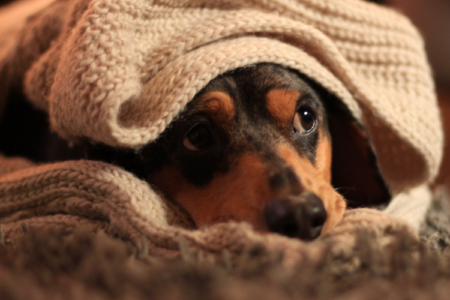 Soins aux animaux en hiver