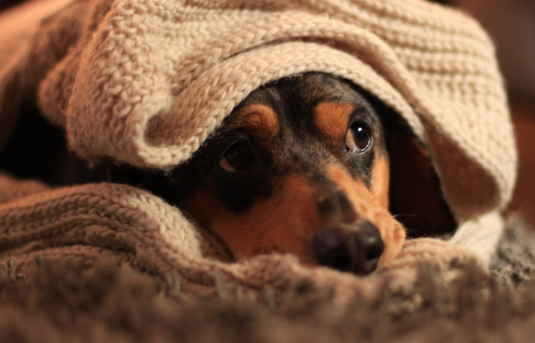 Soins aux animaux en hiver